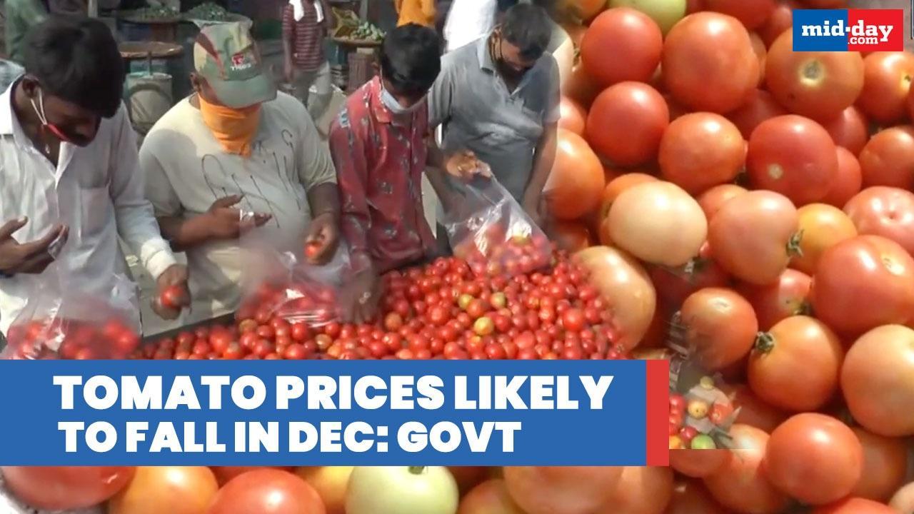 Tomato prices likely to go down from December: Govt